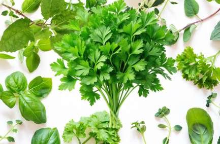 fresh chervil in dubai uae